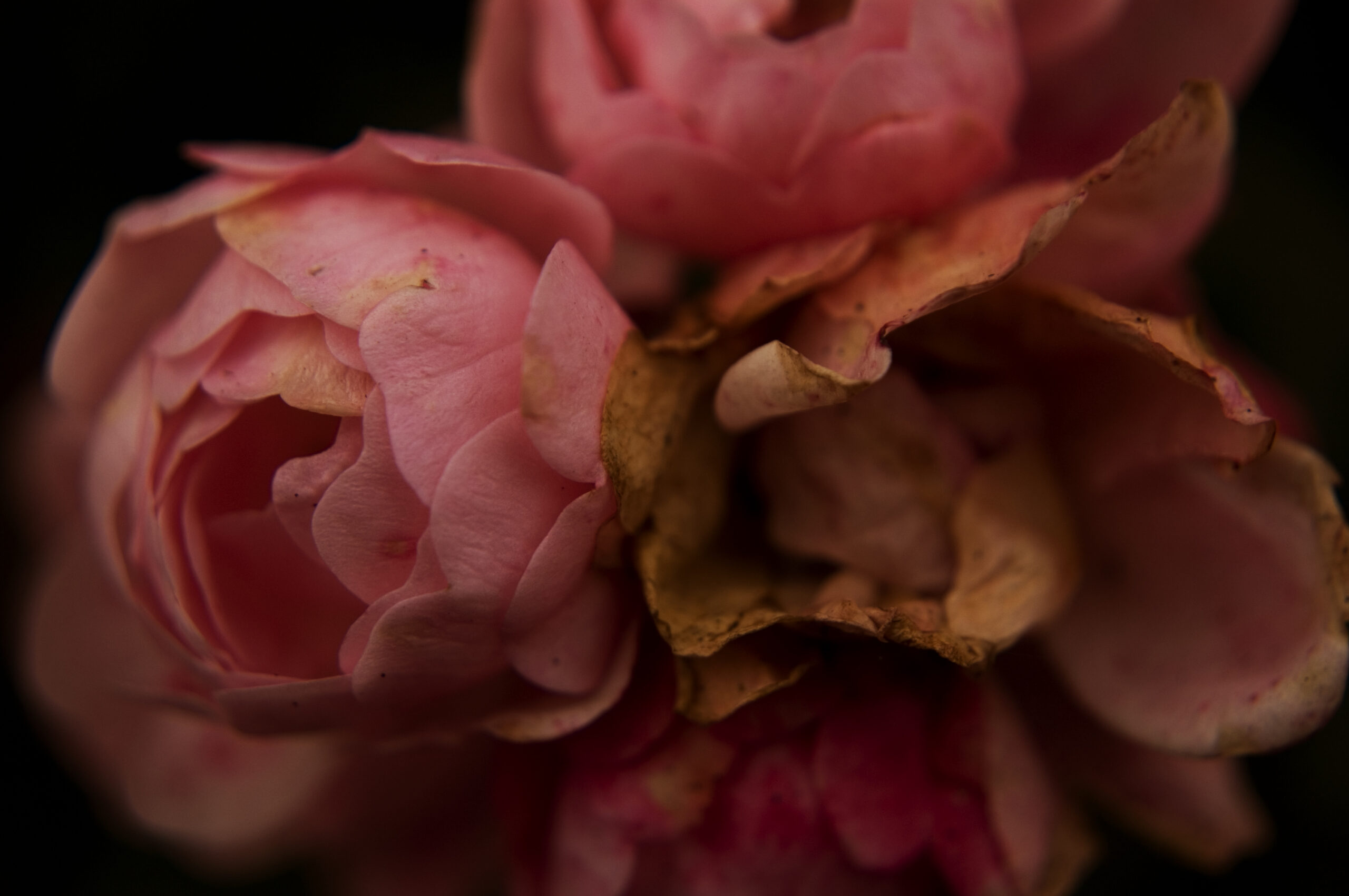 The consciousness of life’s fragility!